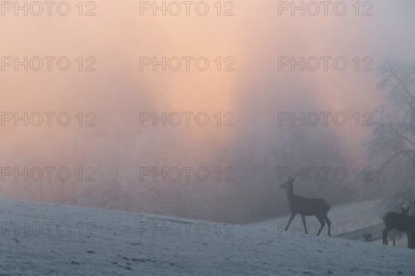 A female red deer (Cervus elaphus) stands on a snow-covered meadow at sunrise, with dense, colorful