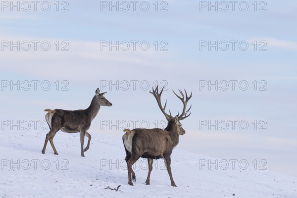 A male and a female red deer (Cervus elaphus) run across a snow-covered meadow on a cold day. In