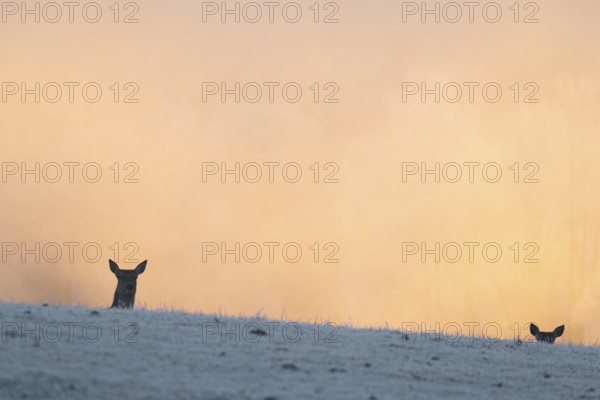 Two female red deer (Cervus elaphus) stand behind a hill on a snow-covered meadow at sunrise and