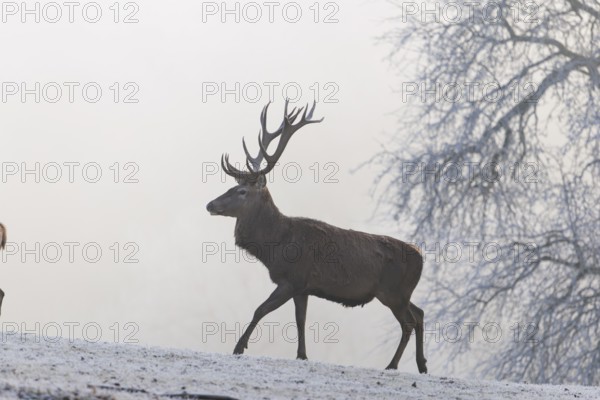 A red deer stag (Cervus elaphus) walks across a snow-covered meadow on a foggy day. In the