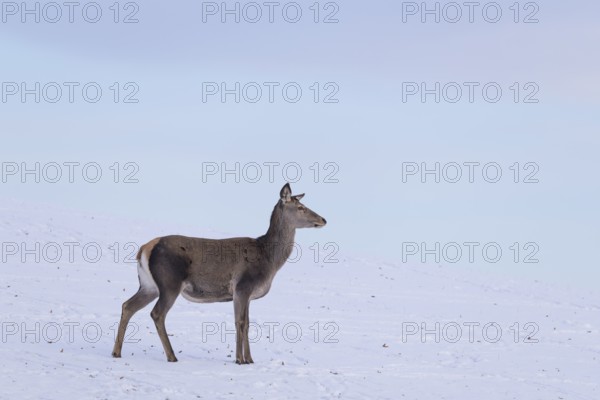 A female red deer (Cervus elaphus) stands on a snow-covered meadow on a cold day. In the background