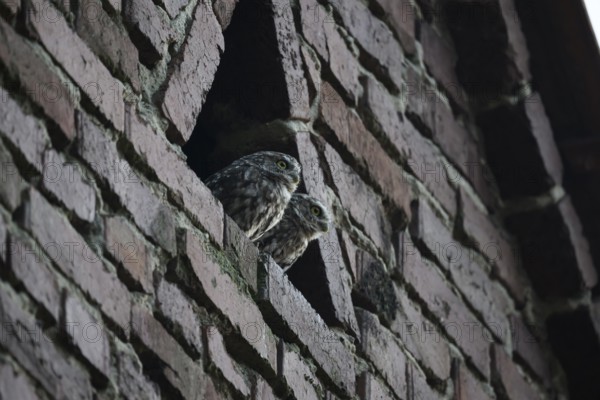 Two young little owls (Athene noctua) peering curiously from behind a wall and observing their