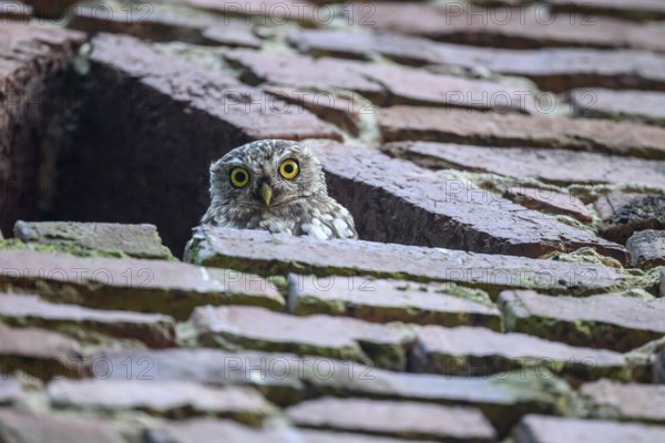 A young little owl (Athene noctua) looks attentively out of an opening in a wall, Wiehengebirge,
