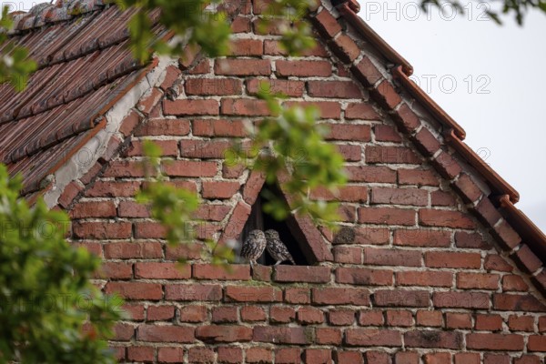 A little owl (Athene noctua) sits in the triangular window of an old brick building wall,