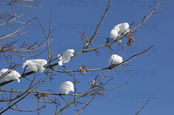Snowy branches, winter, snow, Sieversen, Samtgemeinde Rosengarten, Lower Saxony, Germany