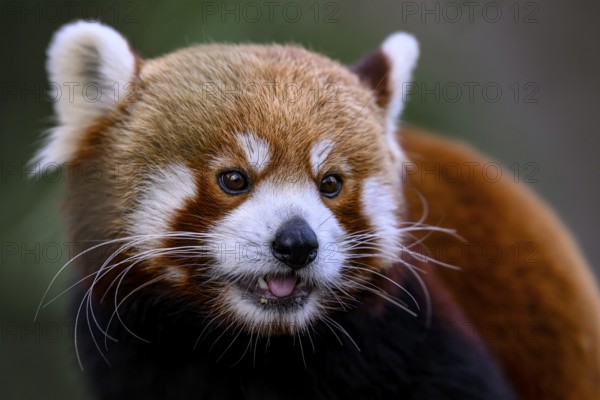 Red panda (Ailurus fulgens) with playful facial expression and visible tongue, captive, Zoo,