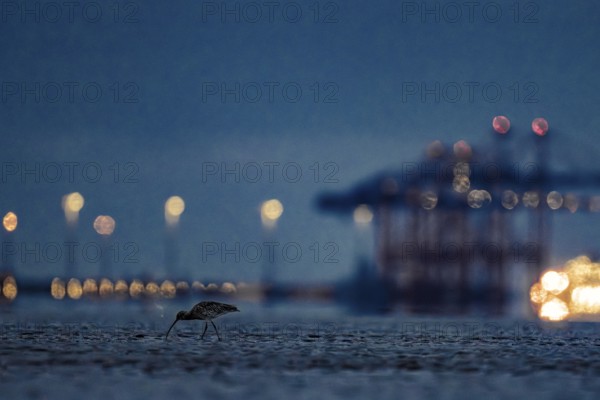 A Eurasian curlew (Numenius arquata) looking for food in the mudflats at low tide in front of the