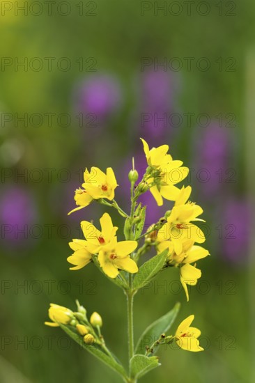 Common loosestrife (Lysimachia vulgaris), Upper Bavaria, Germany