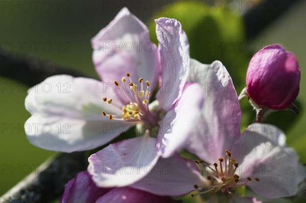 Apple blossom, (Malus spec.), apple tree, spring, Upper Bavaria, Germany