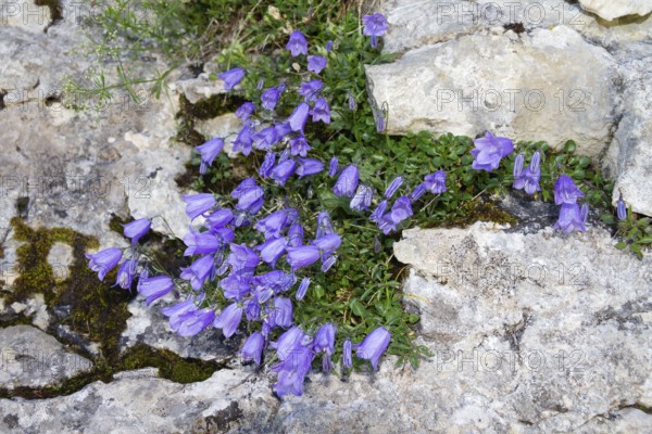 Zwergglockenblume (Campanula cochleariifolia), Oberbayern, Alpen, Deutschland / Bellflower