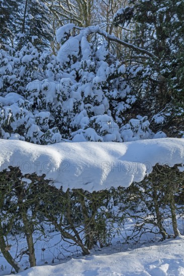 Snowy trees, hedge, winter, snow, Sieversen, Samtgemeinde Rosengarten, Lower Saxony, Germany