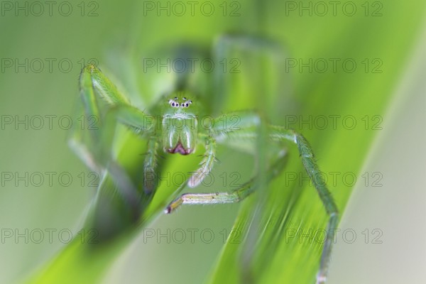 Green huntsman spider (Micrommata virescens), camouflaged in the grass, close-up, Upper Bavaria,