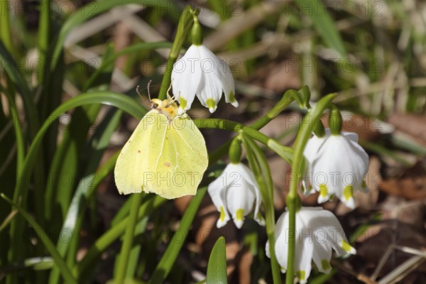 Lemon butterfly, Gonepteryx rhamni, on fairy tale cups, spring knot flowers, Leucojum vernum,