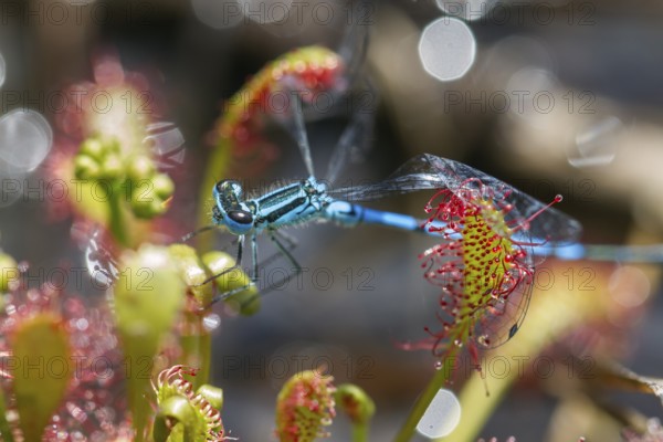 Oblong-leaved sundew (Drosera intermedia), with captured horseshoe crab (Coenagrion puella),