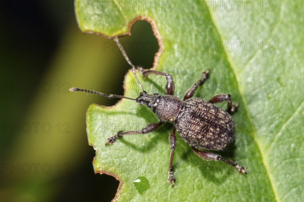 Large European weevil (Otiorhynchus sulcatus), pest on rhododendron leaf with feeding picture,