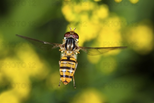 Common winter hoverfly (Episyrphus balteatus), flying, Upper Bavaria, Germany
