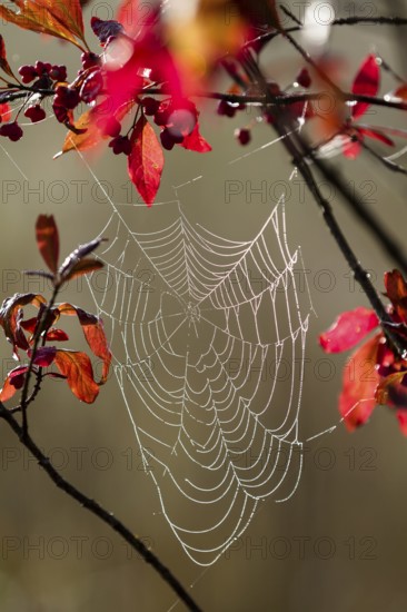 Spider's web of a wheel web spider (Araneidae) in a European monkey puzzle (Euonymus europaea),