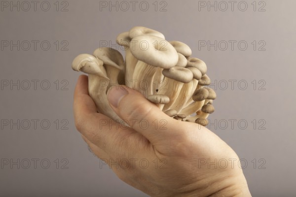 Raw Oyster mushroom, Pleurotus ostreatus with hand on gray pastel paper background. Side view, copy