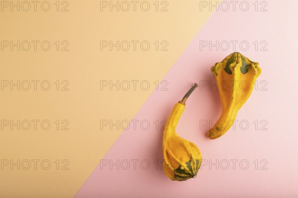 Two decorative orange Pumpkins on pink and orange pastel paper background, top view, flat lay, copy