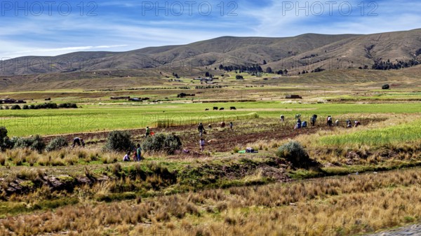 People working in the fields in a green, hilly landscape, the Altiplano landscape in the Andes of