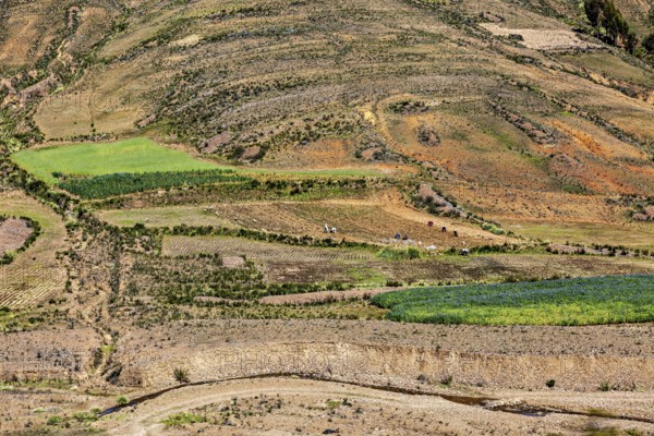 Fields and hills with various vegetation areas and some trees in a dry environment, The landscape