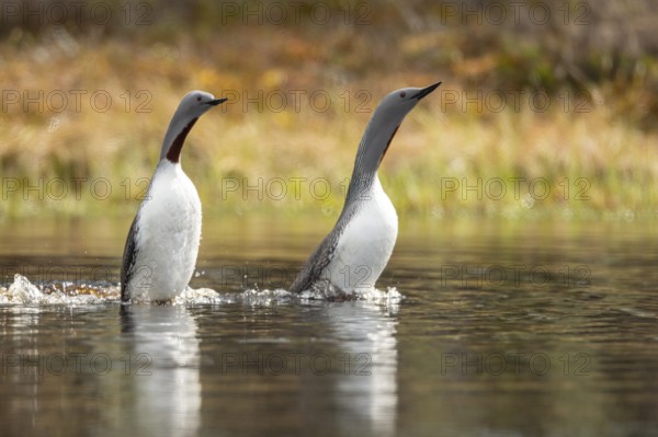 Red-throated diver (Gavia stellata) in breeding plumage on a lake in Sweden, Knuthöjdsmossen,