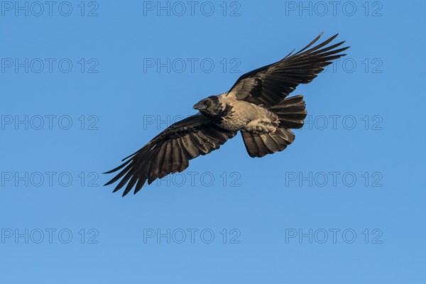 Hooded Crow (corvus corone corone) in flight, Feldberg Lakeland, Mecklenburg-Western Pomerania,