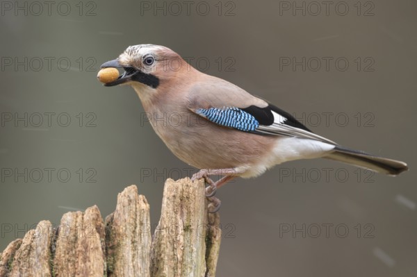 Eurasian jay (garrulus glandarius) at the winter feeding site, Neuhaus, Lower Saxony, Germany