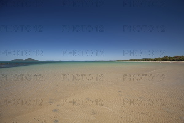 Tropical palms (Cocos nucifera) leaning over the sandy shore under a clear blue sunny sky. Mission