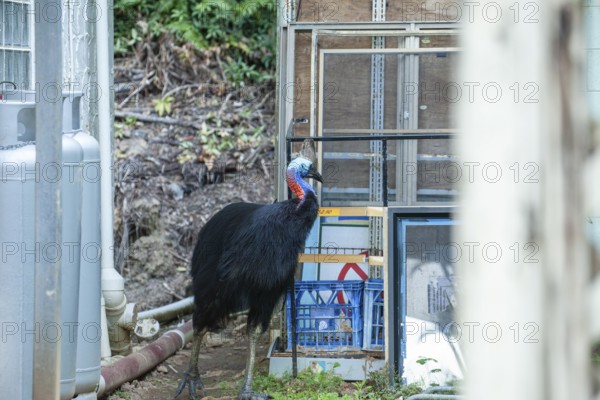 August 19, 2020. Southern cassowary (Casuarius casuarius) walking through camp searching for food