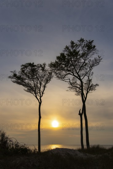 Beeches on the west beach of Fischland-Darss-Zingst at sunset, Baltic Sea, Ahrenshoop,