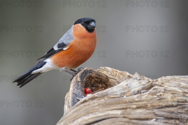 Bullfinch (Pyrrhula pyrrhula), Fågelsjö, Gävleborgs län, Sweden