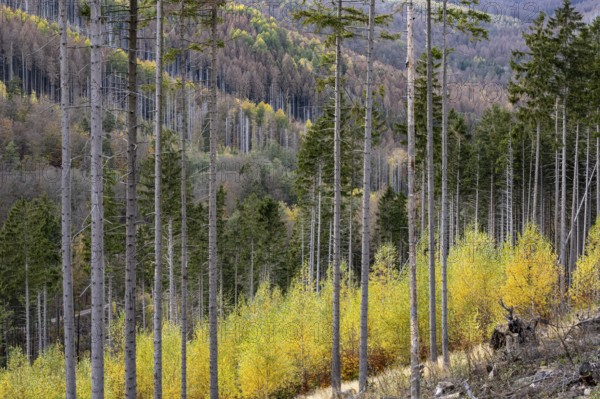 Forest death in the Harz Mountains, forest, wind throw, storm, Ilsenburg, Saxony-Anhalt, Germany