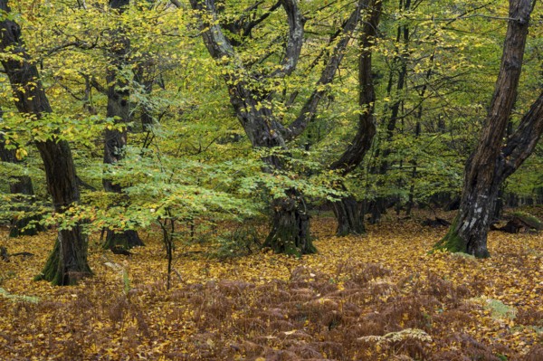 Old, gnarled trees in the Urwald Baumweg nature reserve in autumn, Hudewald, Emstek, Lower Saxony,