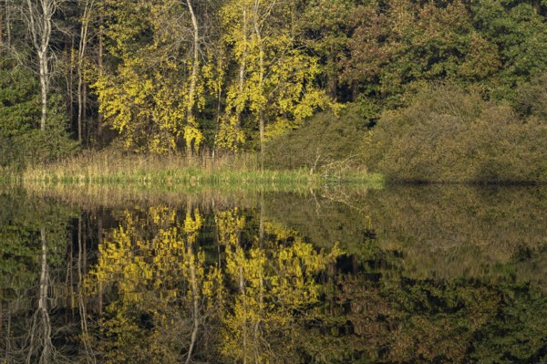 Autumn impression of Ahlhorn fish ponds, forest, Konrriger Baum, Ahlhorn, Lower Saxony, Germany