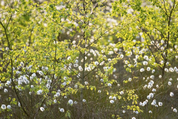 Spring in the Goldenstedt moor, sheath cottongrass (Eriophorum vaginatum), Goldenstedt, Lower