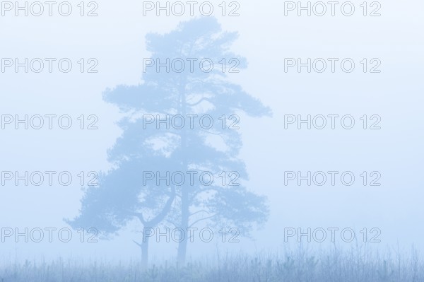 Pine (Pinaceae) in the moor with fog, cNature reserve, Vernner Moor, Neuenkirchen-Vörden, Lower