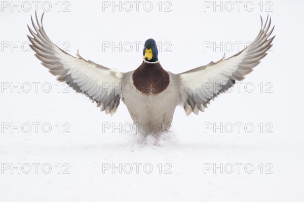 Flying mallard (anas platyrhynchos) in winter, Vechta, Lower Saxony, Germany