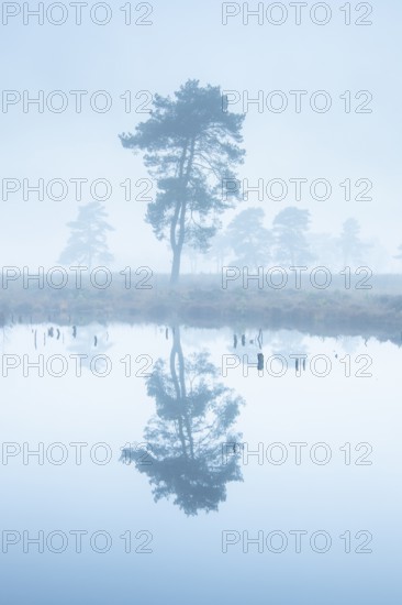 Pine (Pinaceae) in the moor with fog, cNature reserve, Vernner Moor, Neuenkirchen-Vörden, Lower