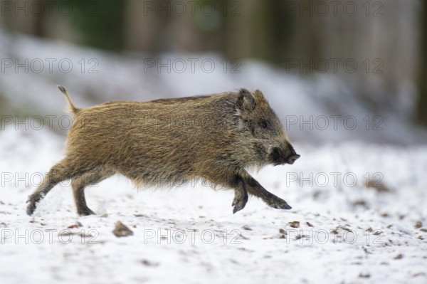 Wild boar (Sus scrofa) in the winer in the snow, young boar, Teutoburg Forest, Melle, Lower Saxony,