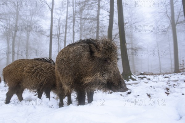 Wild boar (Sus scrofa) in the snow in a wintery forest, Teutoburg Forest, Melle, Lower Saxony,