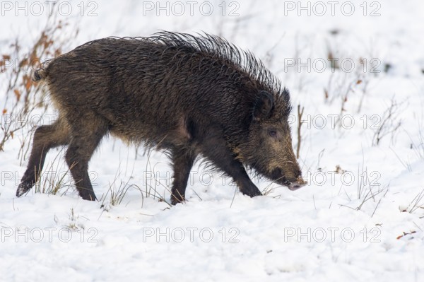 Wild boar (Sus scrofa) in the snow, Melle, Lower Saxony, Germany