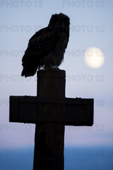 Eurasian Eagle-owl (bubo bubo) sitting on a cross under a full moon, Gerolstein,