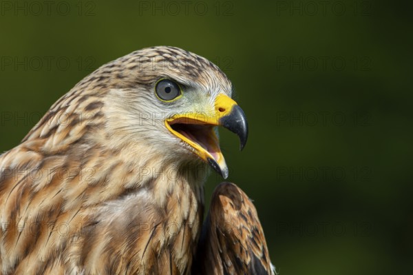 Red kite (Milvus milvus) sitting on a willow pole, portrait, Gerolstein, Rhineland-Palatinate,