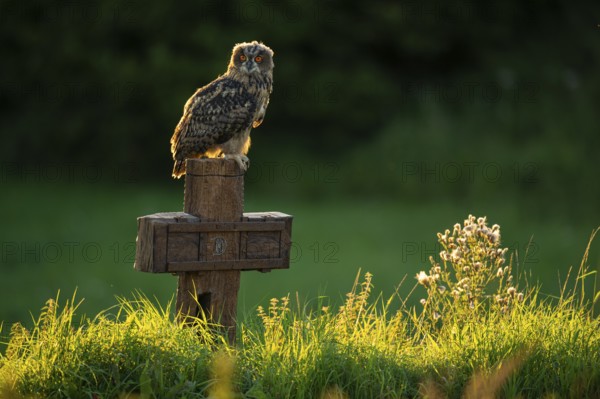 Eurasian Eagle-owl (bubo bubo) sitting on a cross, Gerolstein, Rhineland-Palatinate, Germany