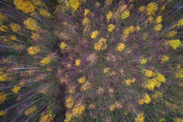 Aerial view of Huntebruch in autumn, Diepholz, Lower Saxony, Germany