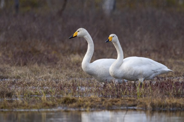 Whooper swan (Cygnus cygnus) at a lake in Sweden, Fågelsjö, Gävleborgs län, Sweden