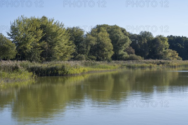 Deciduous trees and reeds at Schmachter See, reflection, landscape with blue sky, Binz, seaside