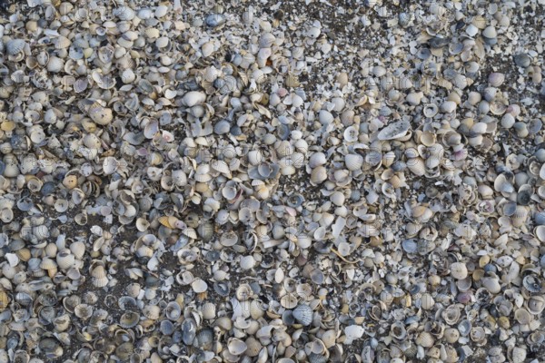 Surface on the ground with numerous mussels, background image, Baltic Sea, Mecklenburg-Western