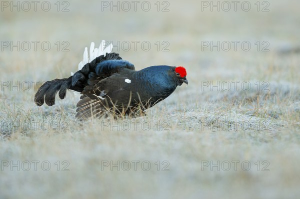 Black grouse (Lyrurus tetrix), black grouse courtship in Sweden, Fågelsjö, Gävleborgs län, Sweden
